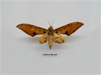 藏品(中國蛾類)的圖片